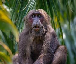 Monkey on Green Leaf Plant