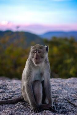 Monkey Sitting On Rock