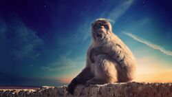 Monkey Sitting on Wall 4K Wallpaper