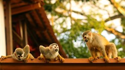 Monkeys HD Wallpaper