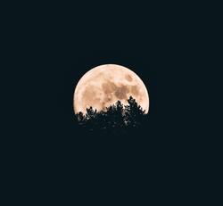 Moon Over The Trees Image