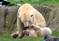 Mother Bear With Her Cub