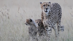 Mother Cheetah With Her Cubs Photo