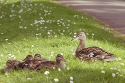 Mother Duck with Cute Kids