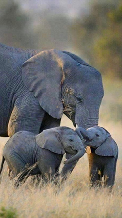 Mother Elephant with Babies