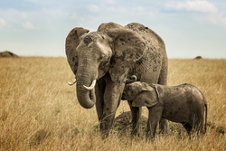 Mother Elephant With Baby Elephant