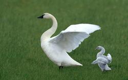 Mother Goose Learn Flying to His Child