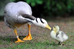 Mother Goose with Her Child