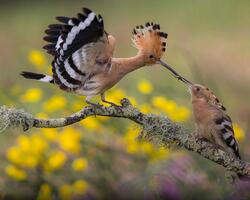 Mother Hoopoe Bird Feeding Her Child