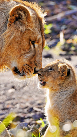Mother Lion Love to Baby