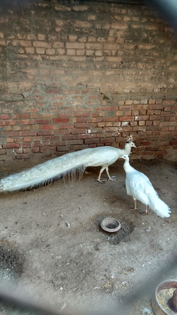 Mother Peacock With Baby