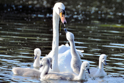Mother Swan And Babies Pic