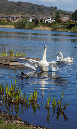 Mother Swan And Cute Babies Mobile Pic