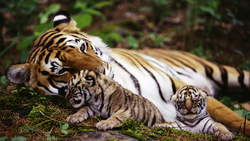 Mother Tiger With Her Cubs