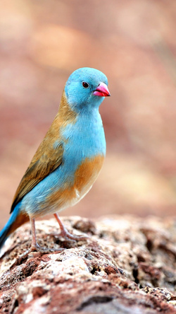 Mountain Bluebird Photography