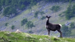 Mountain Deer HD Pics