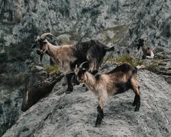 Mountain Goat Animal Pics