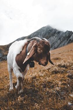 Mountain Goat Photo