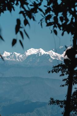 Mountains View Near Tree Mobile Pic