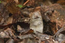 Mouse in Dry Leave