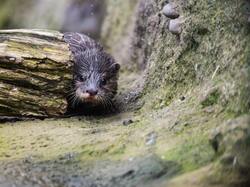 Mouse in Forest