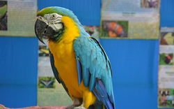 Multicolour Parrot Wallpaper Download
