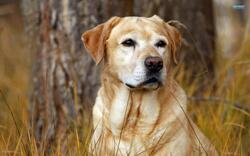 My Labrador Dog Photo