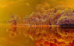 Nature Lake and Tree Reflection in Water 4K Pics