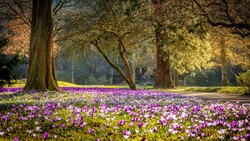 Nature Park Photography 4K