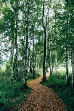 Nature Walk Surrounded By Birch Trees