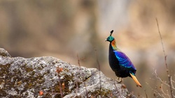 Nepali Bird HD Pics