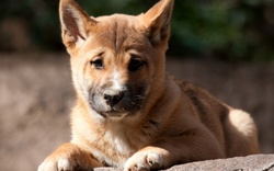 New Guinea Singing Dog Wallpaper