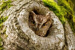 Nice Click of an Owl