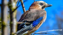 Northern Flicker Bird With Blue Feather 4K Photo