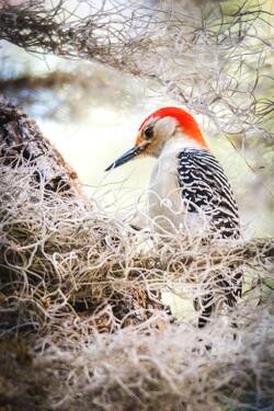 Northern Flicker Woodpecker Bird Wallpaper