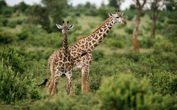 Northern Giraffe With Her Calf