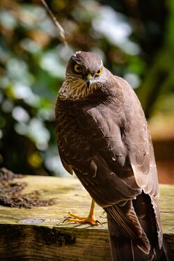 Northern Goshawk Bird Mobile Photo