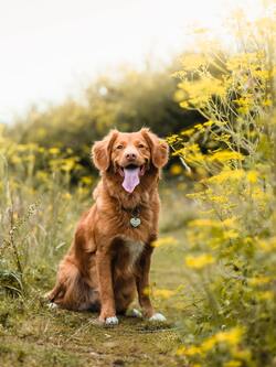 Nova Scotia Duck Tolling Retriever Dog Photo