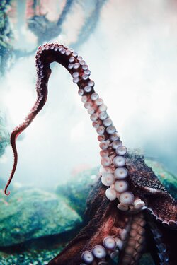 Octopus Mobile Wallpaper