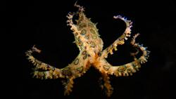 Octopus Ocean Animal Background