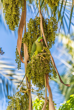 Olive Parrots Birds