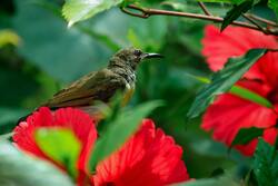 Olive Sunbird Sitting on Flower Branch