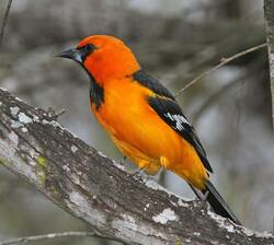 Orange and Red Bird in England