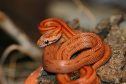 Orange Colored Snake Close Look
