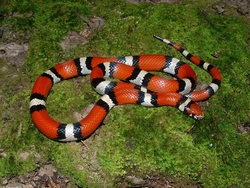 Orange Colored Snake In Garden