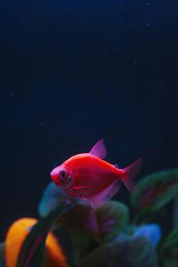 Orange Fish in Water