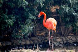 Orange Flamingo Near Lake
