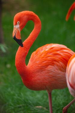 Orange Flamingos Standing on Green Lawn