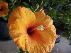 Orange Flower Photo