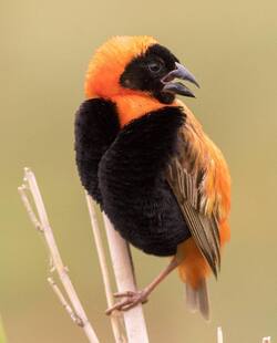 Orange Headed Blackbird Photo
